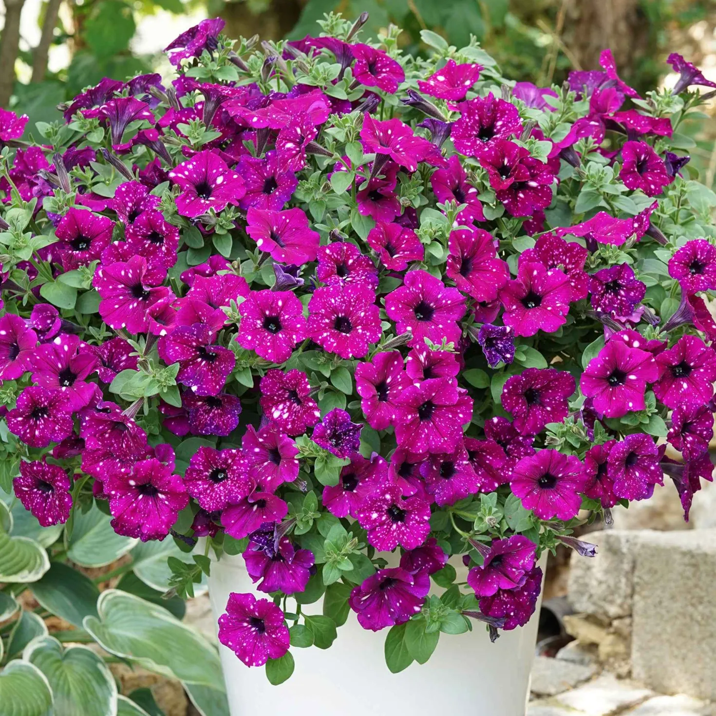Petunie 'Royal Sky' (x3) - Sternenhimmel im Blumenkasten