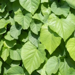 Pfeifenblume - Grüner Sichtschutz im Nu