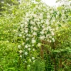 Pfeifenstrauch - Duft und Blüten ohne Aufwand