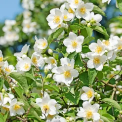 Pfeifenstrauch - Duft und Blüten ohne Aufwand