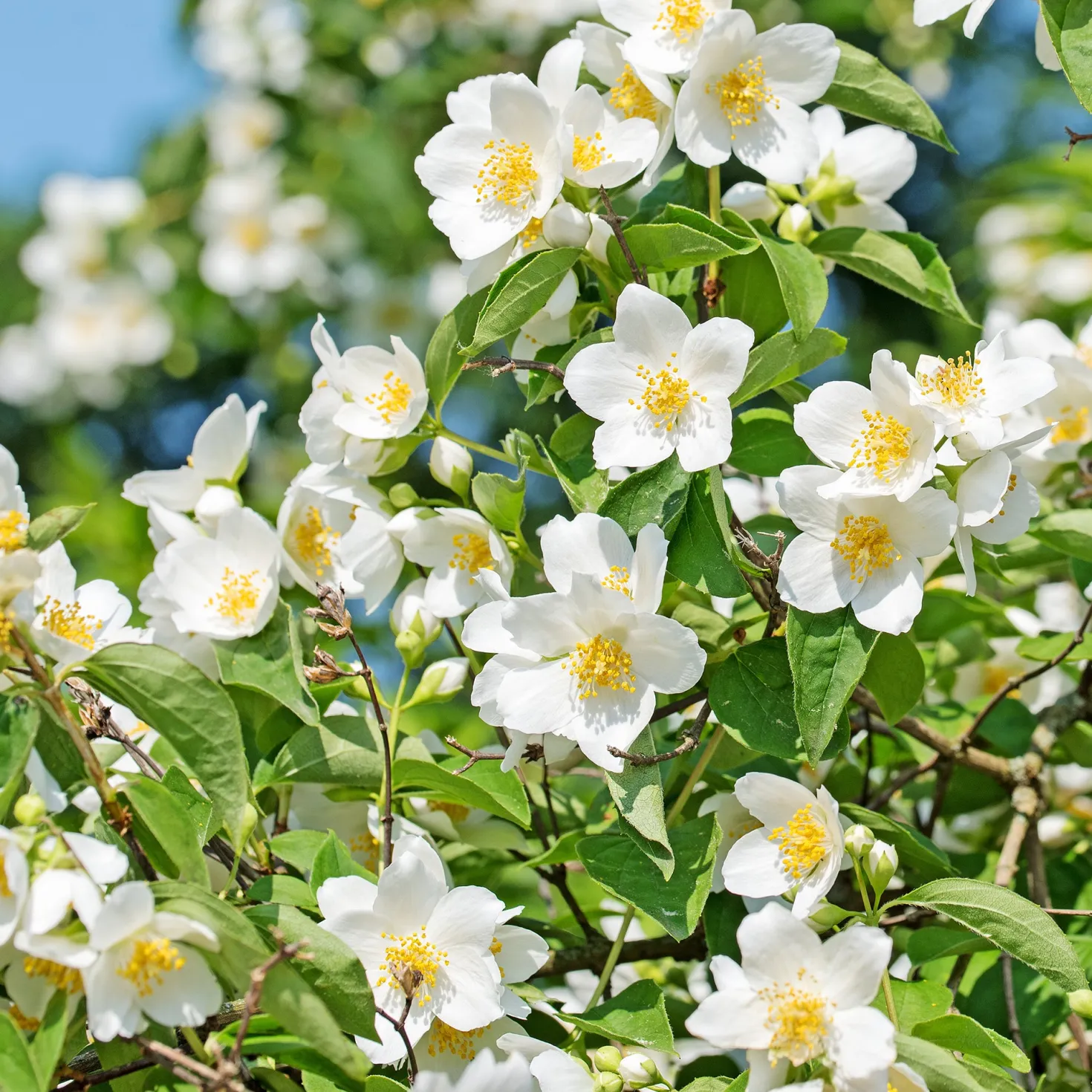 Pfeifenstrauch - Duft und Blüten ohne Aufwand
