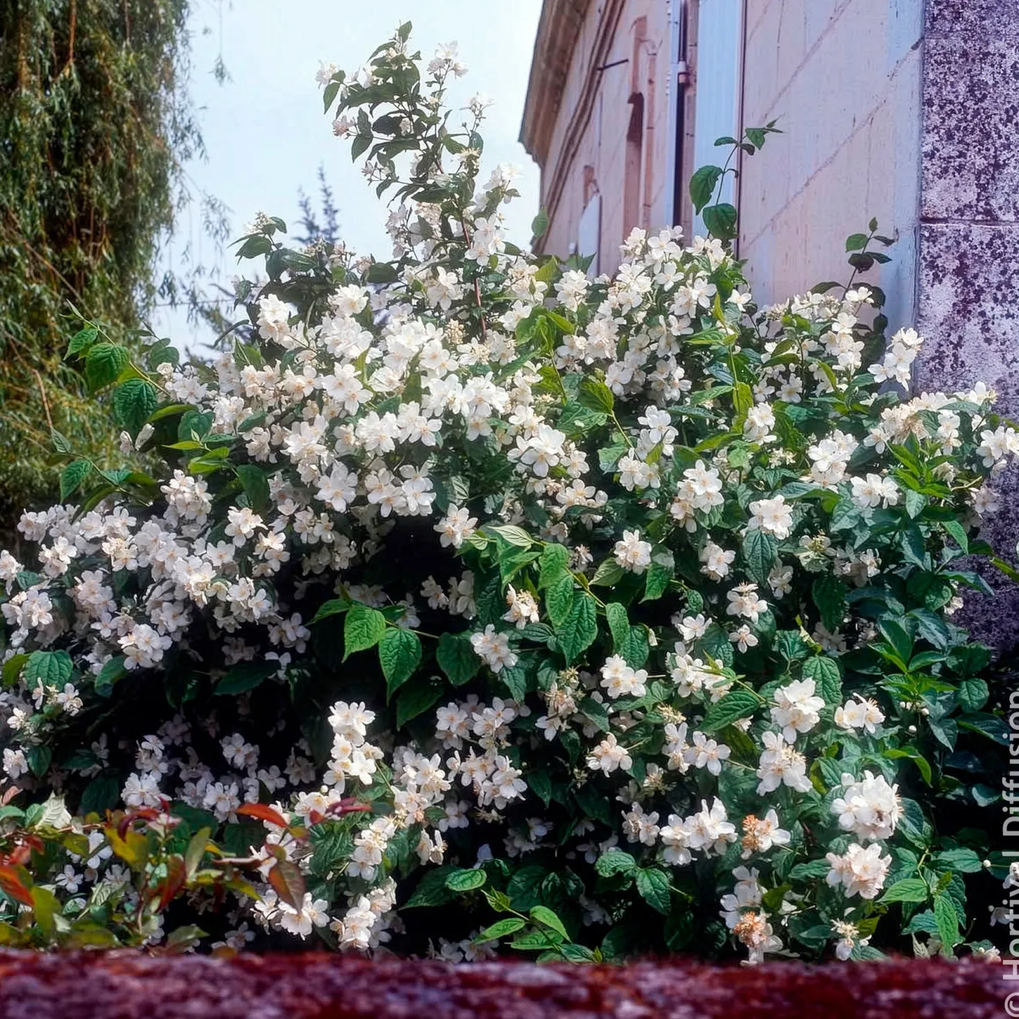 Pfeifenstrauch - Duft und Blüten ohne Aufwand