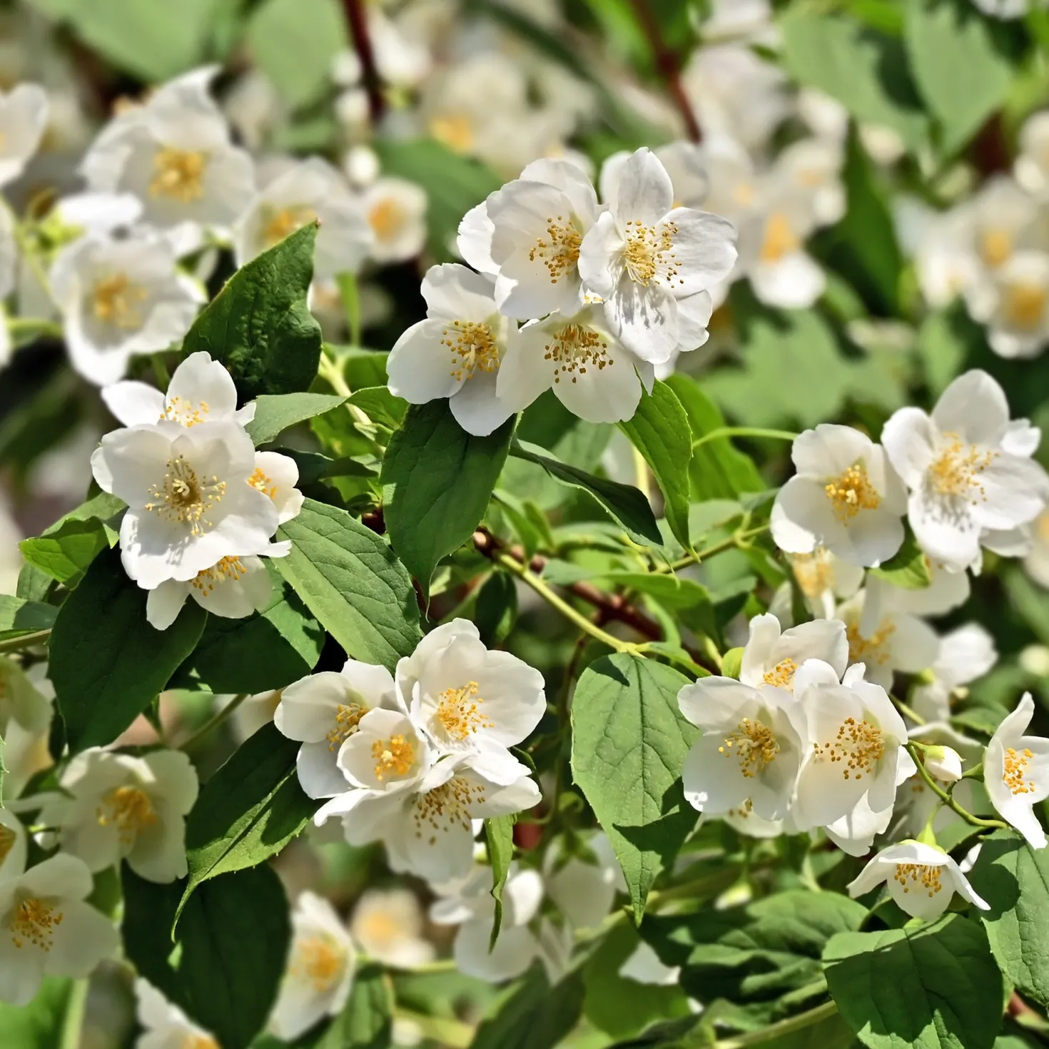 Pfeifenstrauch - Duft und Blüten ohne Aufwand