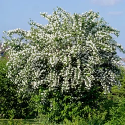 Pfeifenstrauch - Duft und Blüten ohne Aufwand