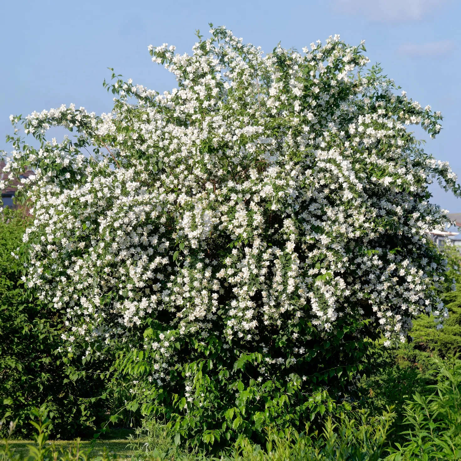 Pfeifenstrauch - Duft und Blüten ohne Aufwand