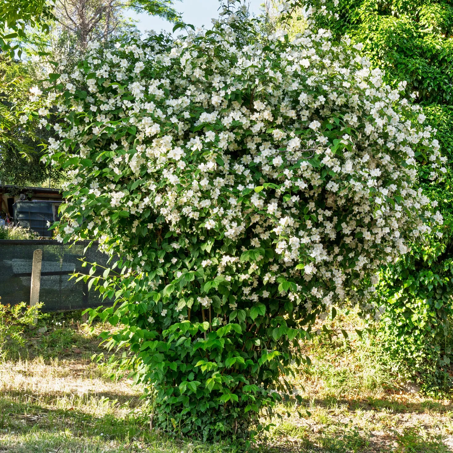 Pfeifenstrauch - Duft und Blüten ohne Aufwand