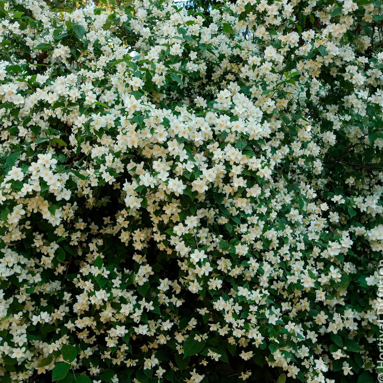 Pfeifenstrauch - Duft und Blüten ohne Aufwand