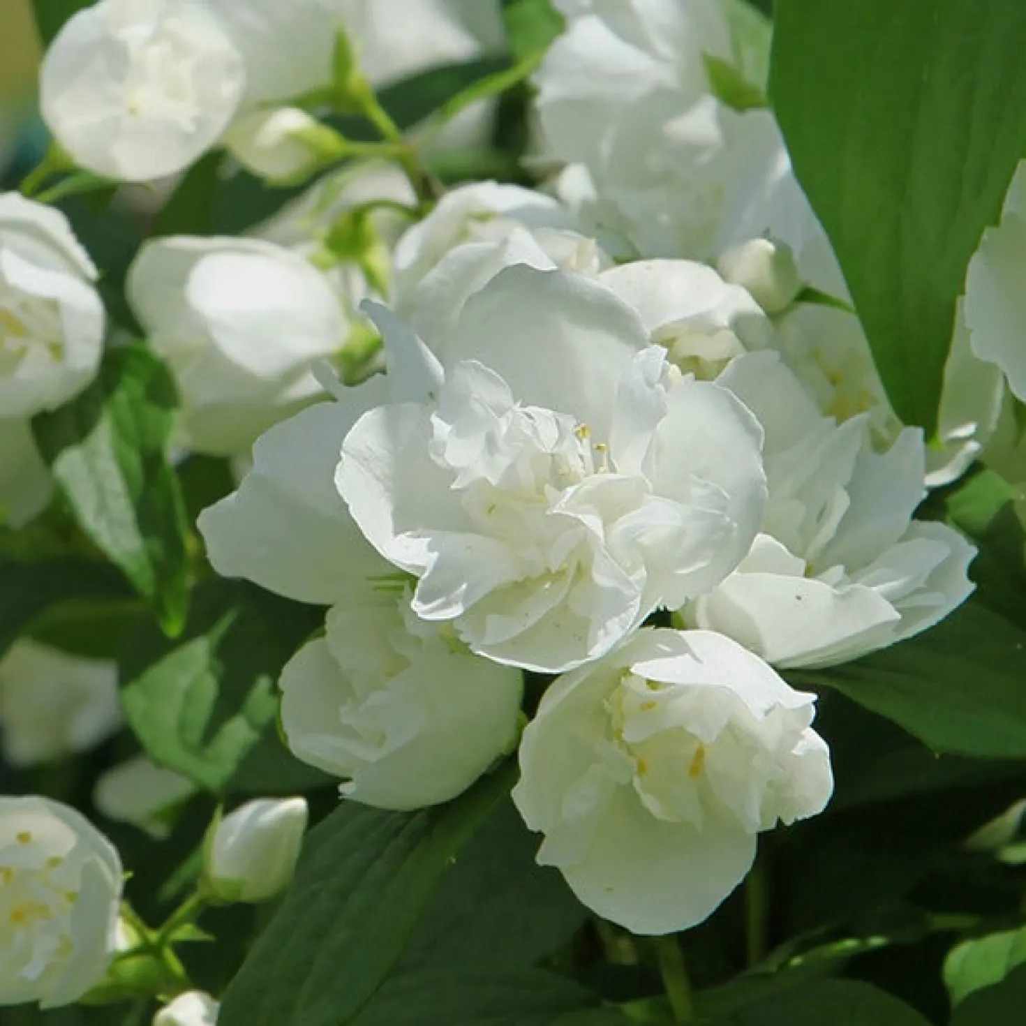 Pfeifenstrauch 'Virginal' - Duftwolke im Sommergarten