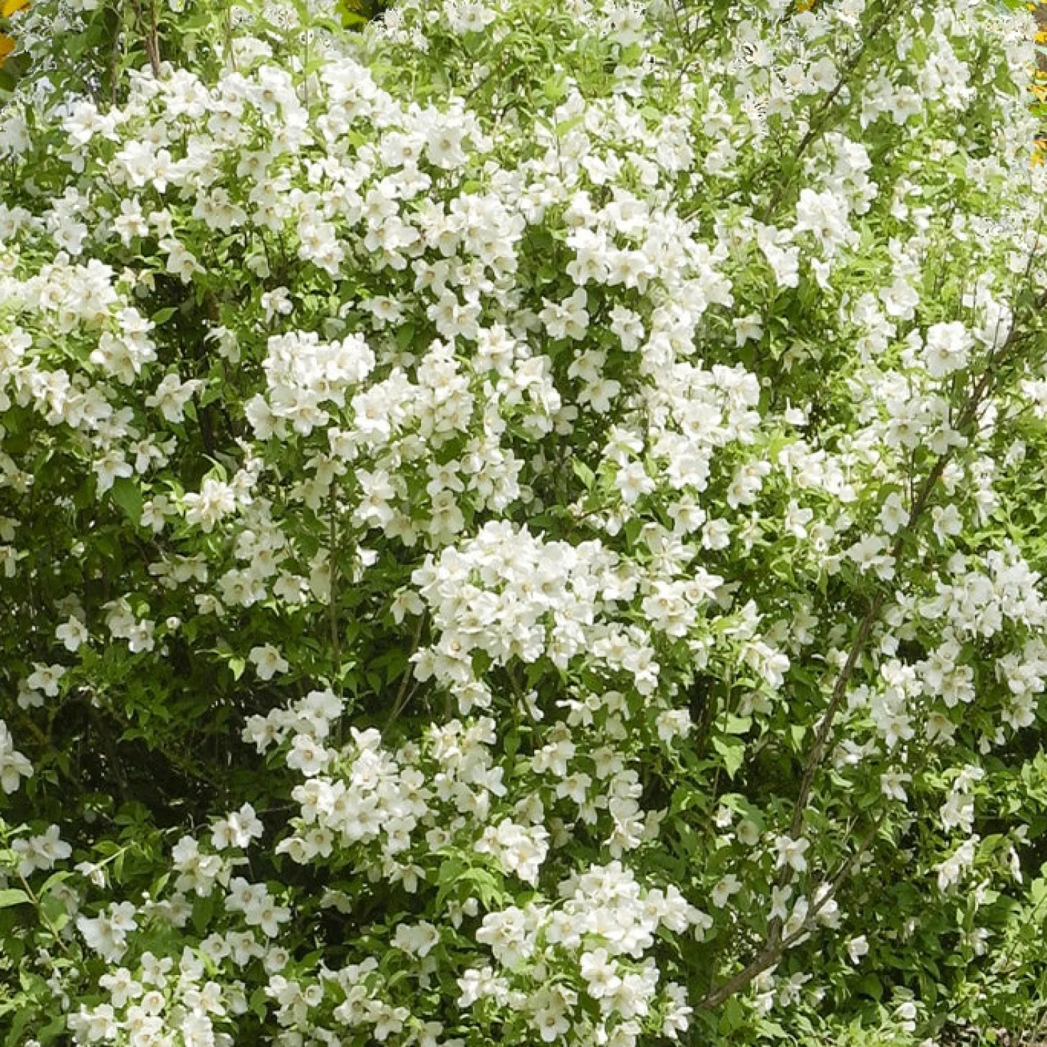 Pfeifenstrauch 'Virginal' - Duftwolke im Sommergarten
