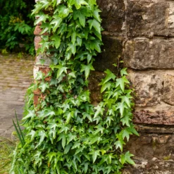 Pfeilblättriges Efeu 'Sagittifolia' - Grün ohne Sonne