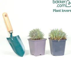 Pfingstnelke (x2) - Duftende Blüten den Sommer lang