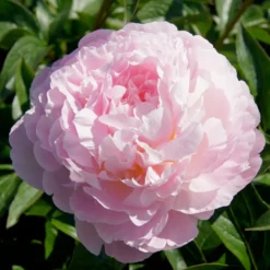 Pfingstrose Albert Crousse - Rosa Blütenwolke im Garten