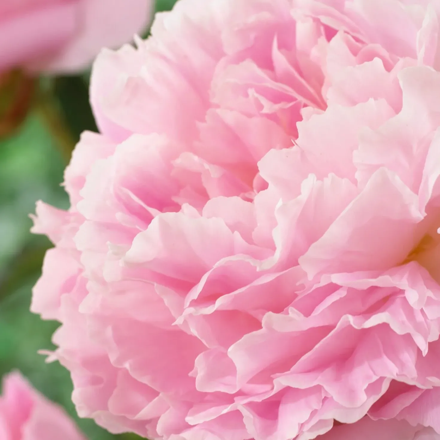 Pfingstrose Albert Crousse - Rosa Blütenwolke im Garten