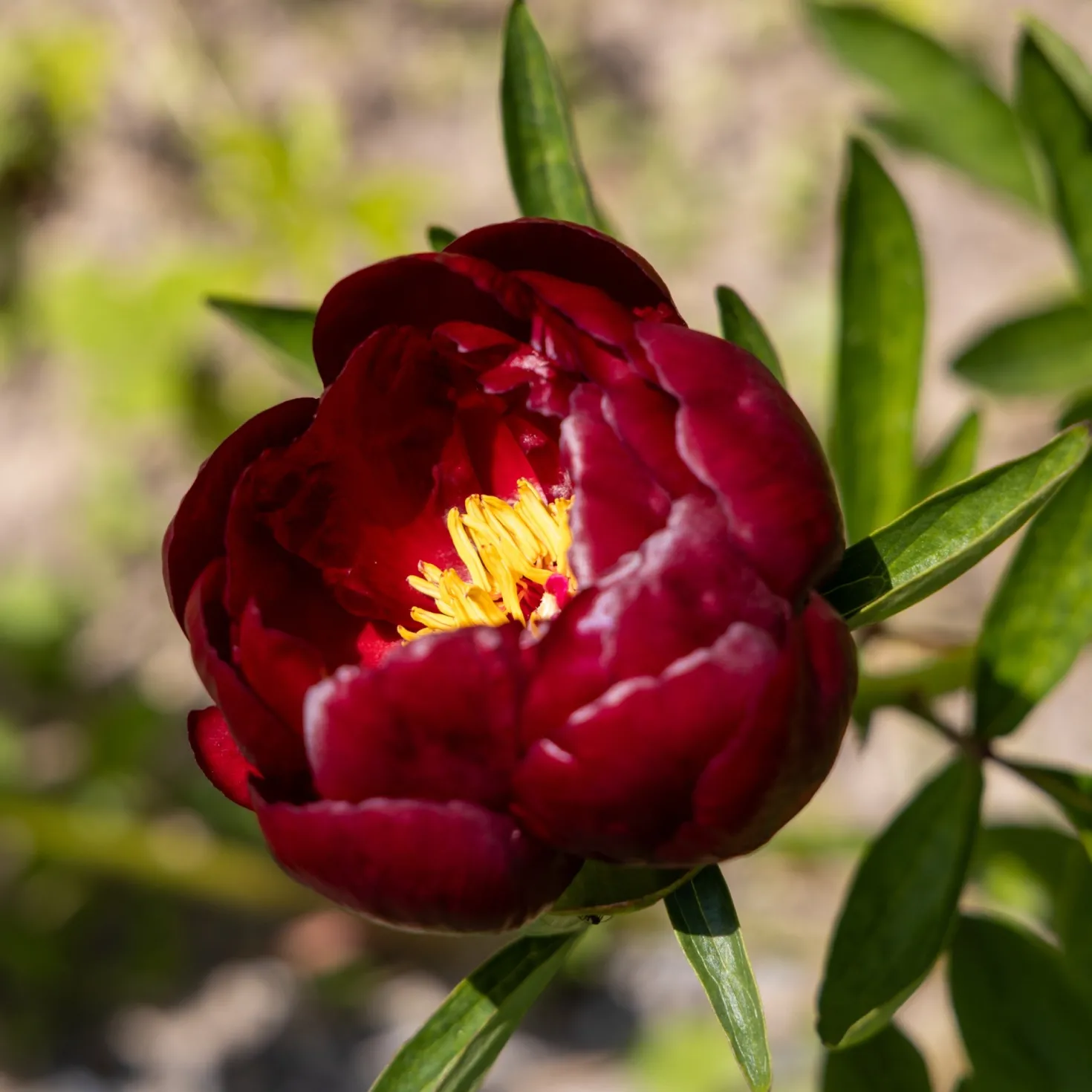 Pfingstrose 'Bella' - Rote Blütenpracht im Garten