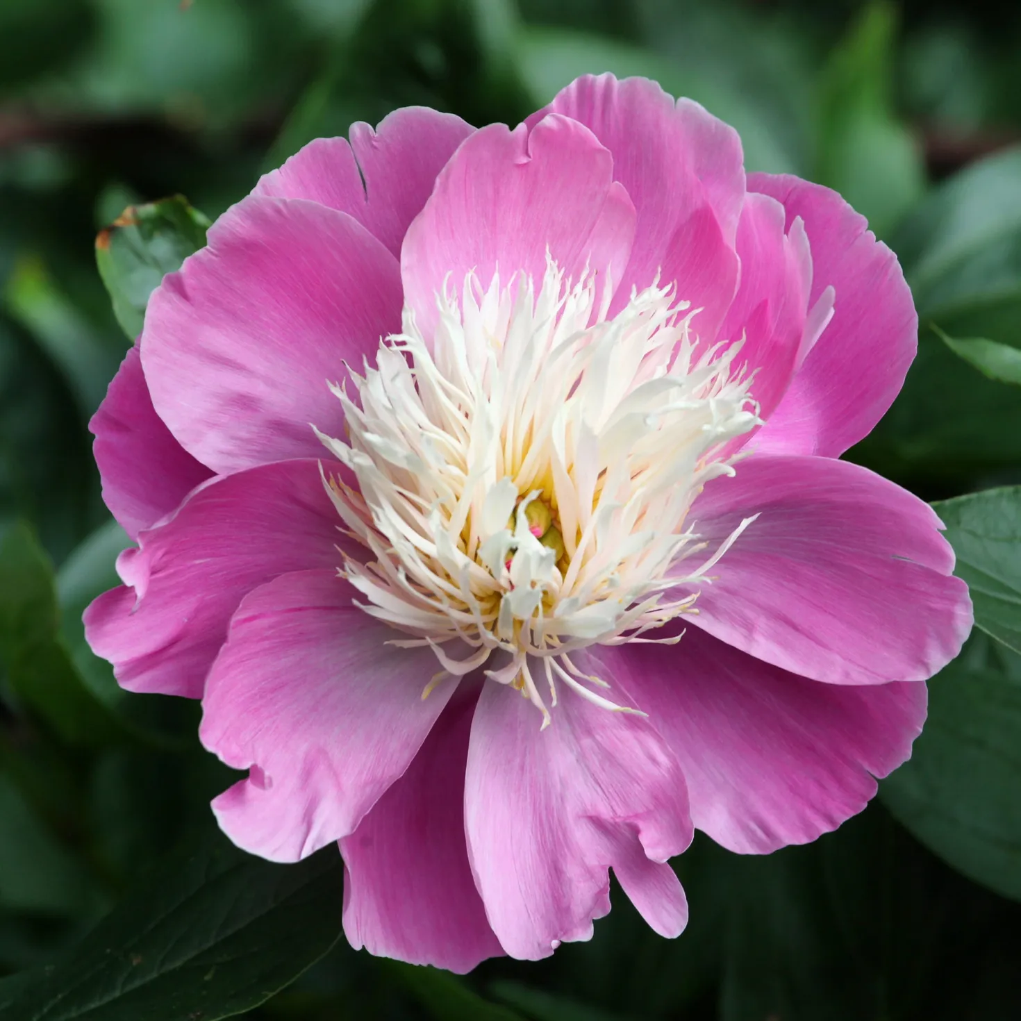 Pfingstrose Bowl of Beauty - Rosa Blüten wie Sahnehäubchen