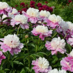 Pfingstrose Bowl of Beauty - Rosa Blüten wie Sahnehäubchen