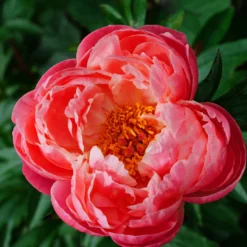 Pfingstrose Coral Charm - Korallenzauber im Beet