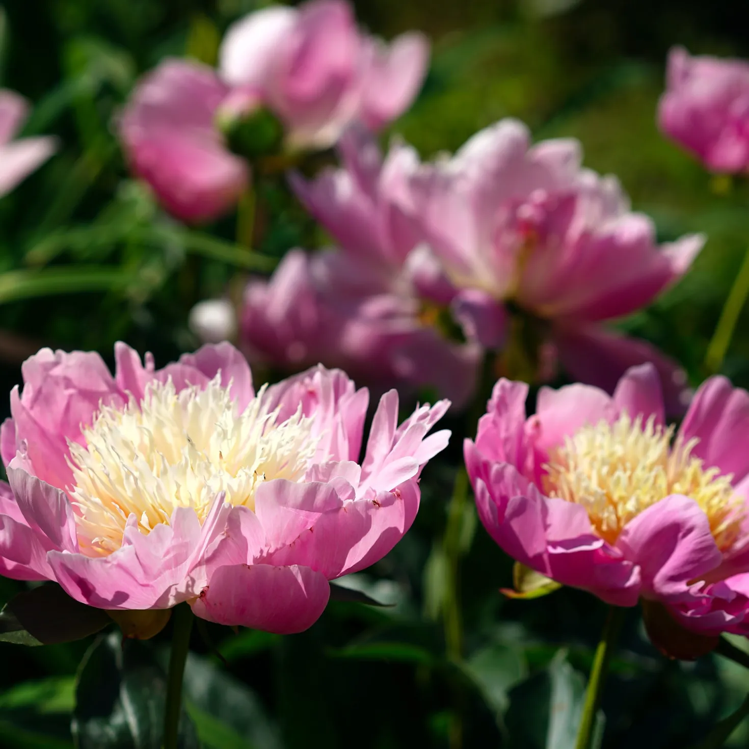 Pfingstrose 'Fantastic' - Riesenblüten in zartem Rosa