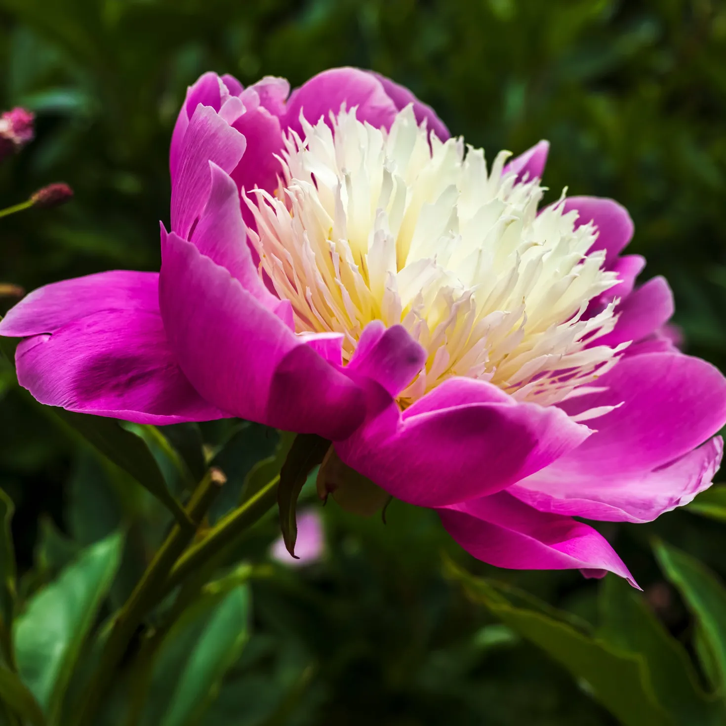 Pfingstrose 'Fantastic' - Riesenblüten in zartem Rosa