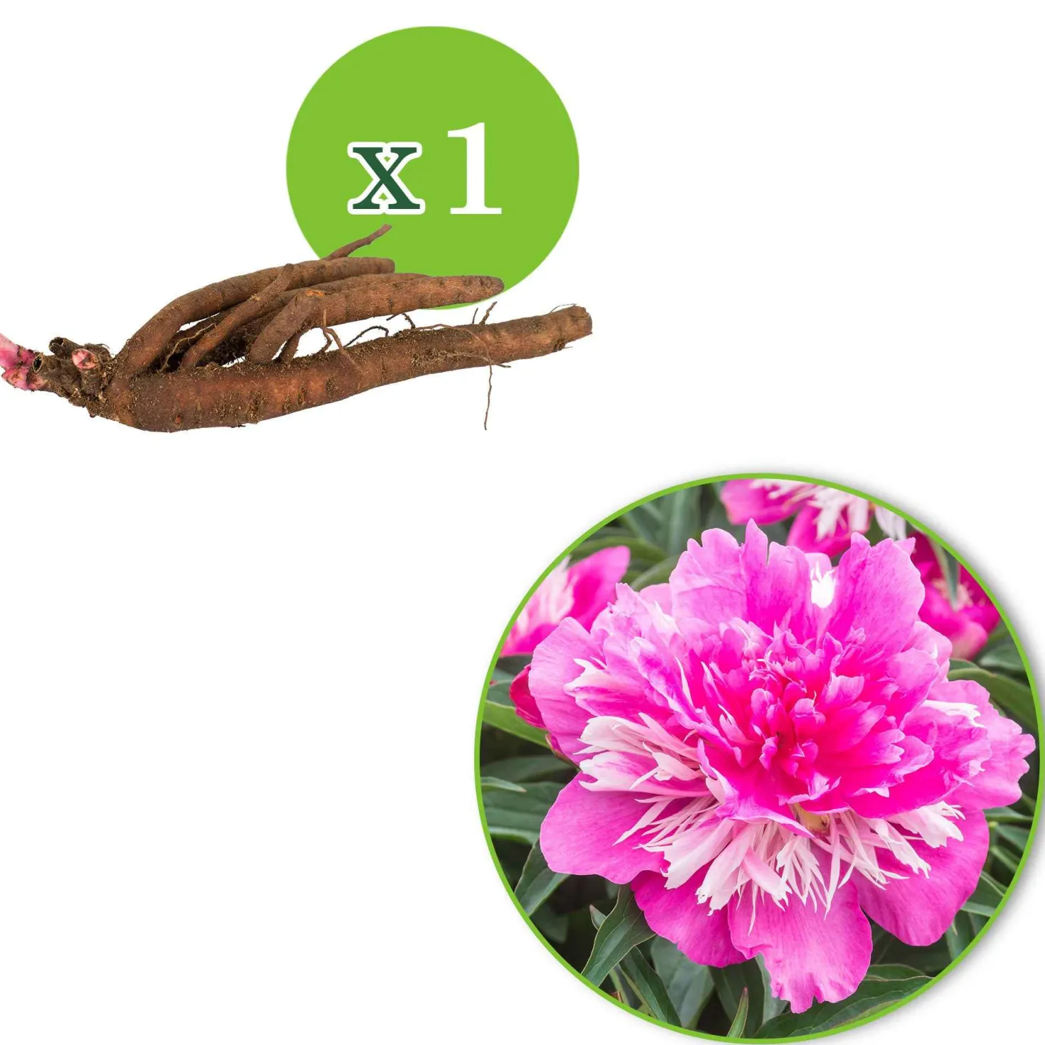 Pfingstrose 'Fantastic' - Riesenblüten in zartem Rosa