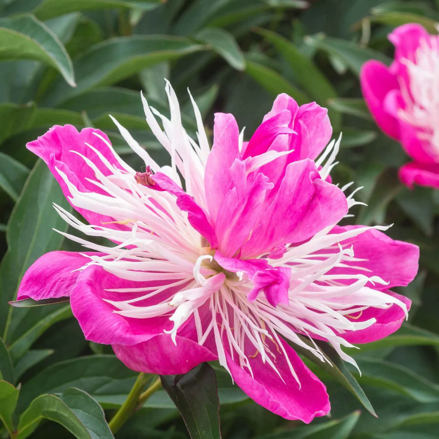 Pfingstrose 'Fantastic' - Riesenblüten in zartem Rosa