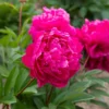Pfingstrose Felix Crousse - Duftende Fülle in Fuchsia