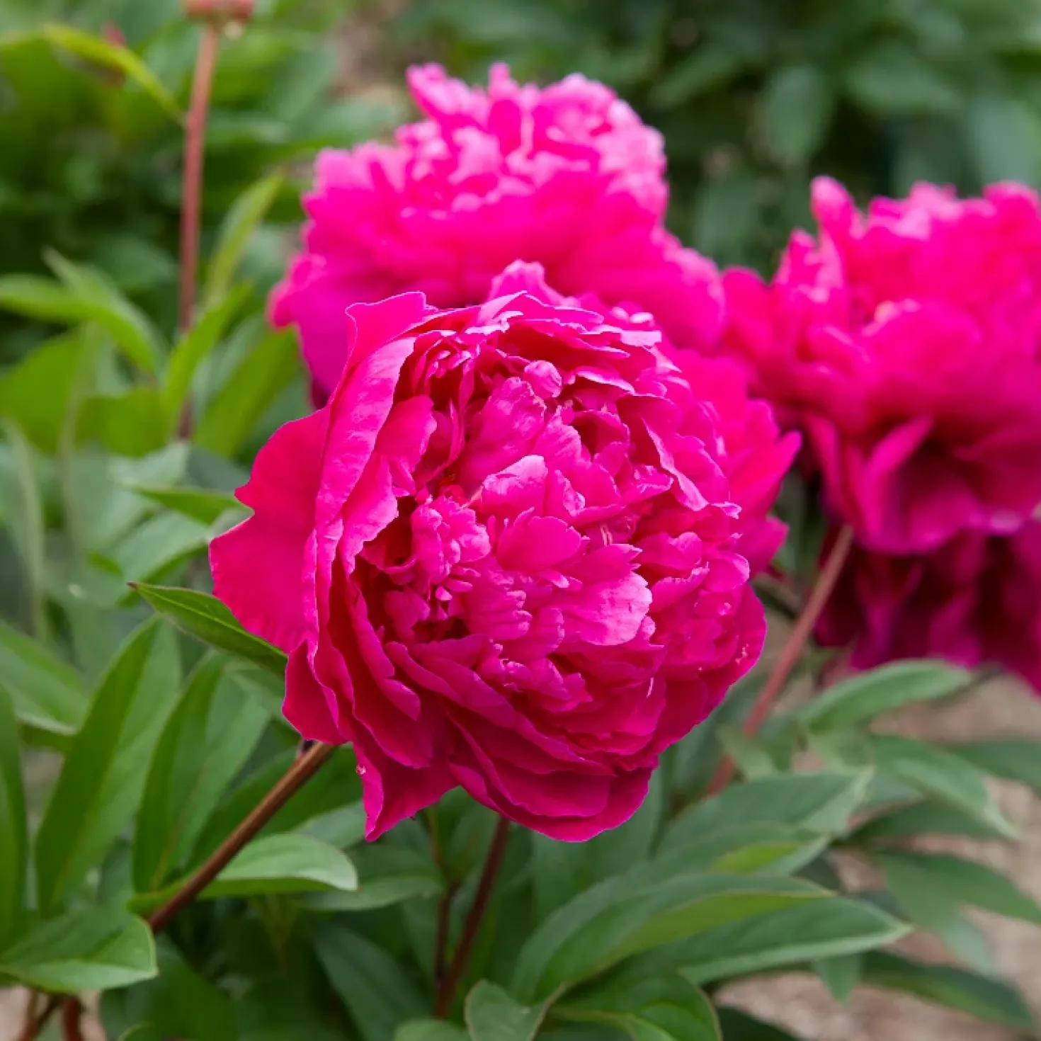 Pfingstrose Felix Crousse - Duftende Fülle in Fuchsia