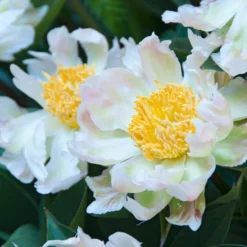 Pfingstrose Green Lotus - Grün-weiße Blüten zum Verlieben