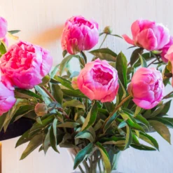 Pfingstrose Jacorma - Rosa Blütenpracht im Juni