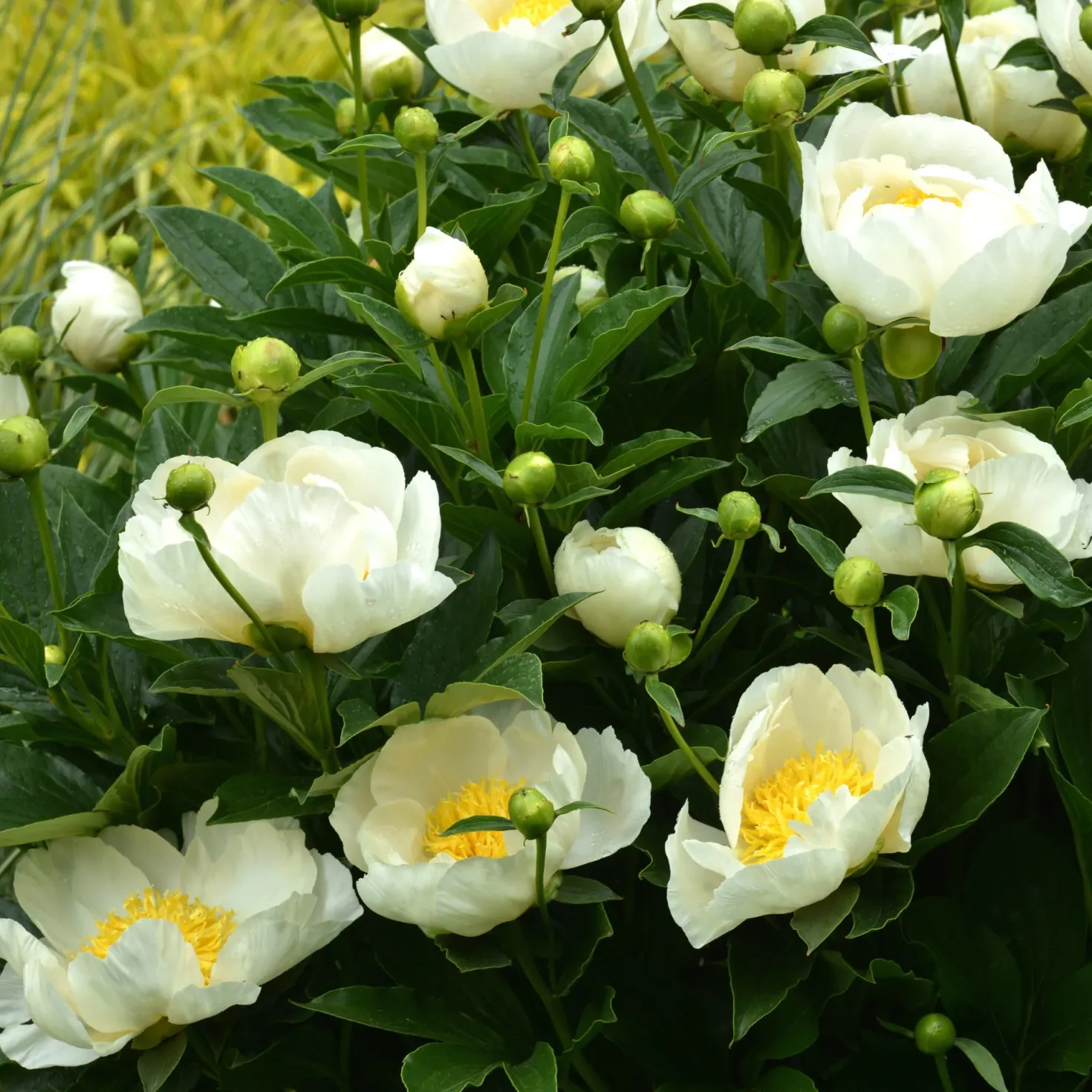 Pfingstrose Jan Van Leeuwen - Weiße Blüten, goldenes Herz