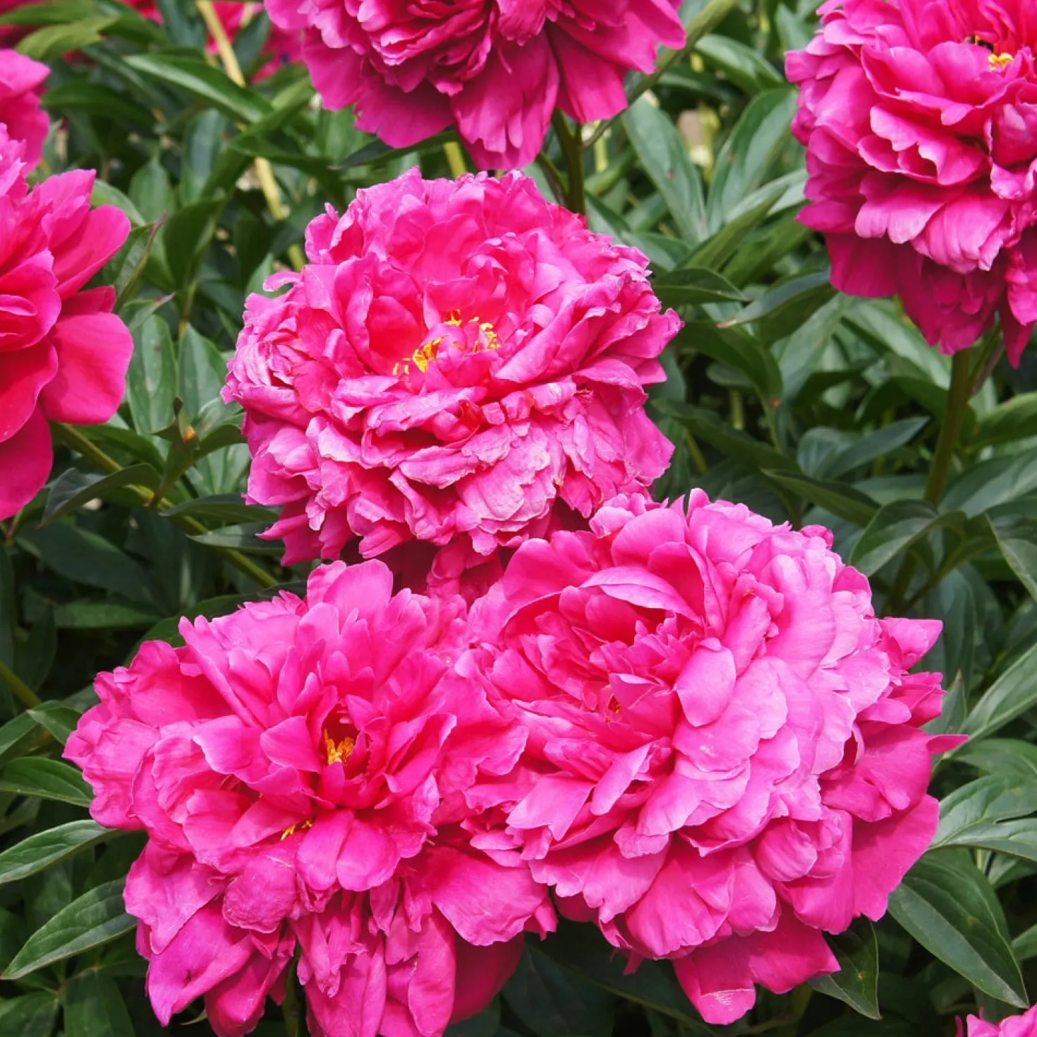 Pfingstrose Kansas - Leuchtend pink im Garten
