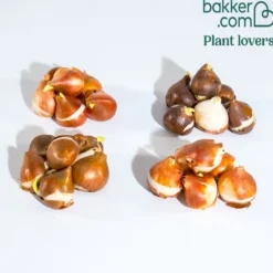 Pfingstrosenblütige Tulpen – Kollektion - Tulpen wie Pfingstrosen