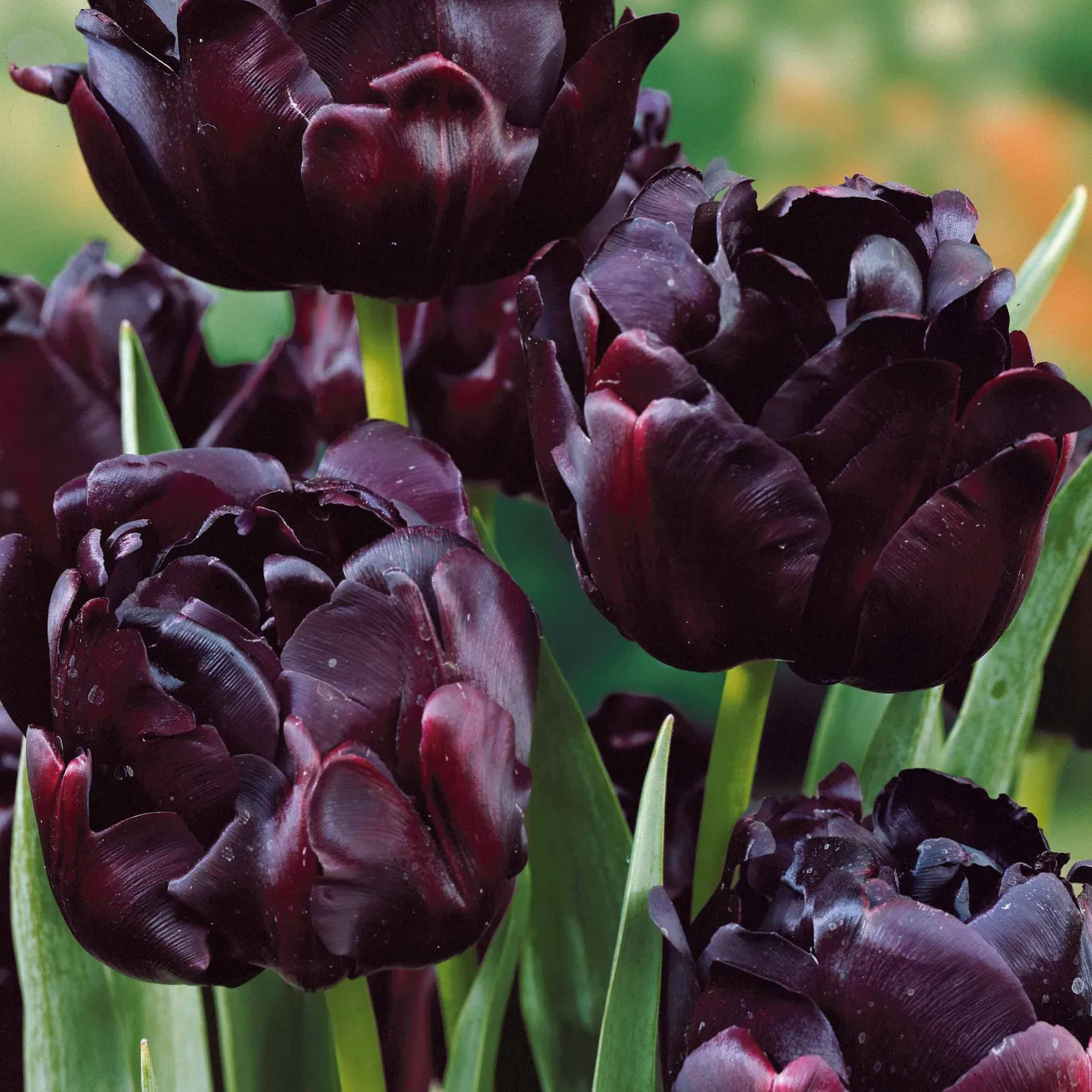 Pfingstrosenblütige Tulpen – Kollektion - Tulpen wie Pfingstrosen