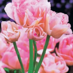 Pfingstrosenblütige Tulpen – Kollektion - Tulpen wie Pfingstrosen