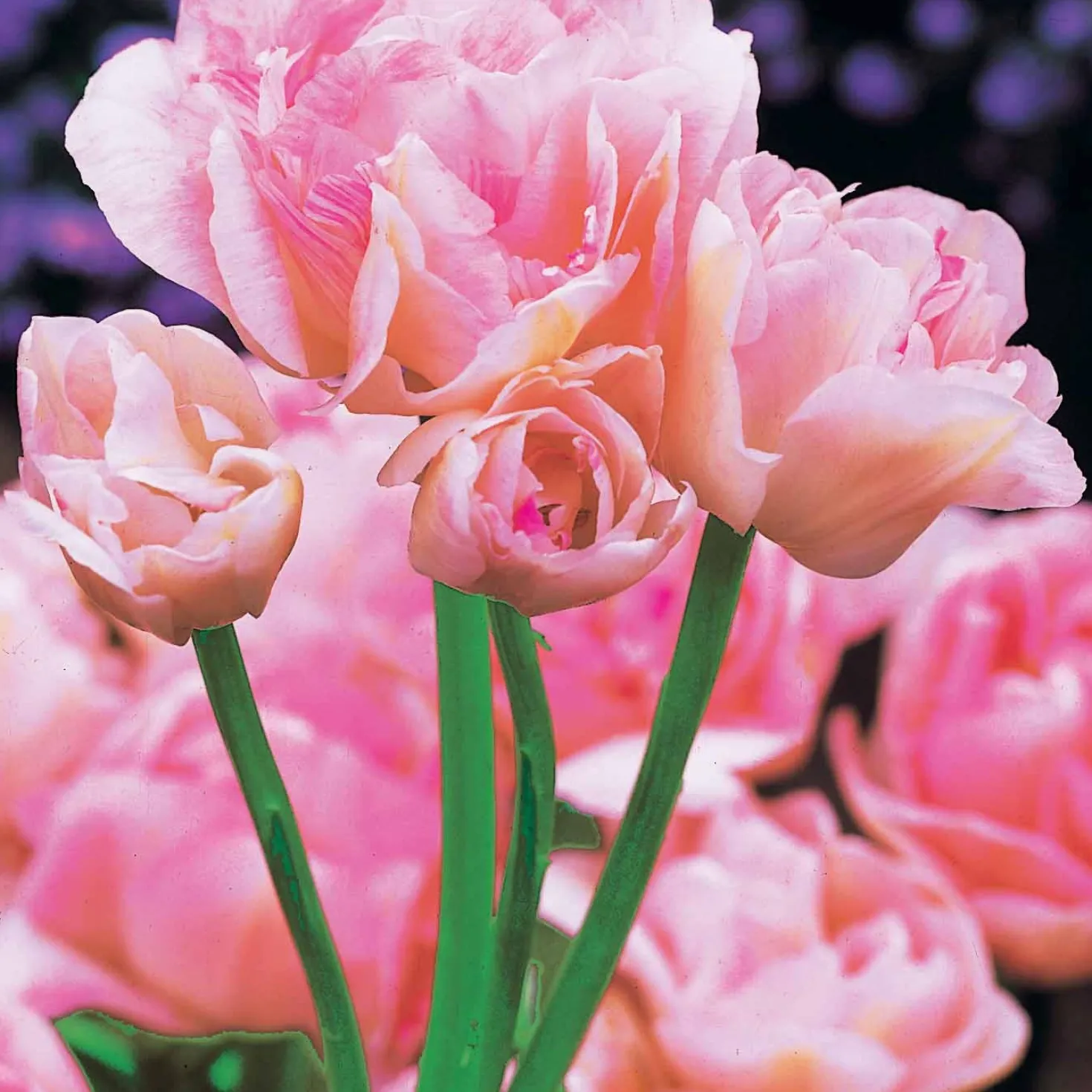 Pfingstrosenblütige Tulpen – Kollektion - Tulpen wie Pfingstrosen