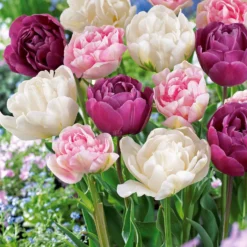 Pfingstrosenblütige Tulpen – Kollektion - Tulpen wie Pfingstrosen