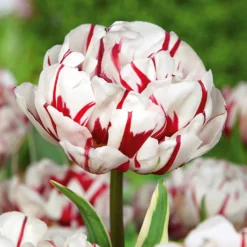 Pfingstrosen-Tulpen ‘Carnaval de Nice’ (x10) - Gefüllt wie eine Pfingstrose