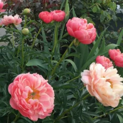 Pfingstrose Paeonia 'Coral Sunset' - Farbwechsel, der begeistert
