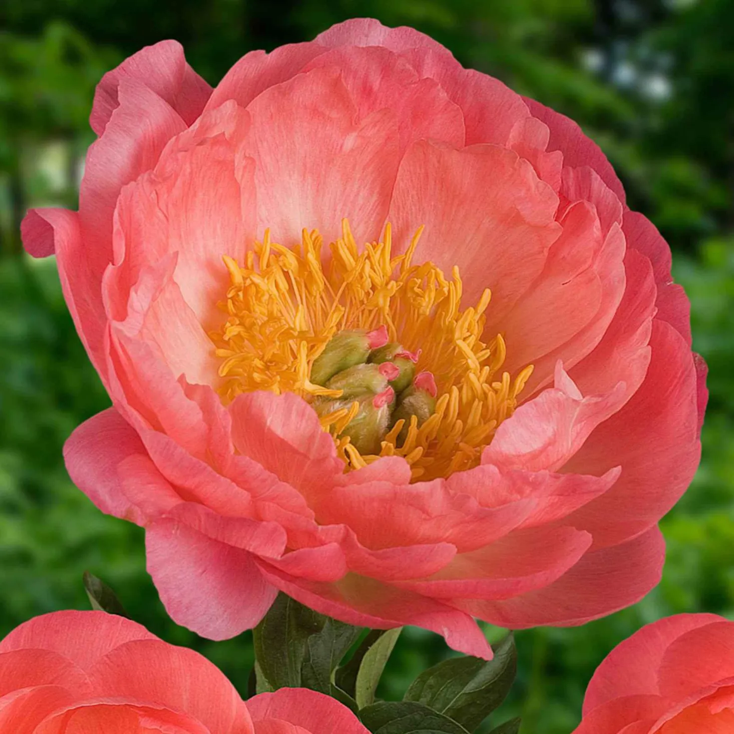 Pfingstrose Paeonia 'Coral Sunset' - Farbwechsel, der begeistert