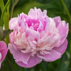 Pfingstrose Paeonia 'Sorbet' - Gefüllte Blüte wie Eis