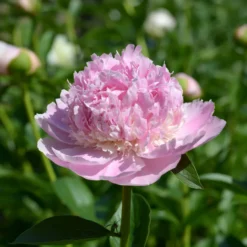Pfingstrose Paeonia 'Sorbet' - Gefüllte Blüte wie Eis