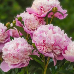 Pfingstrose Paeonia 'Sorbet' - Gefüllte Blüte wie Eis