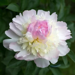 Pfingstrose Raspberry Sundae - Duftende Blüten wie Eiscreme