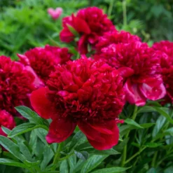 Pfingstrose Red Charm - Rot, groß, duftend