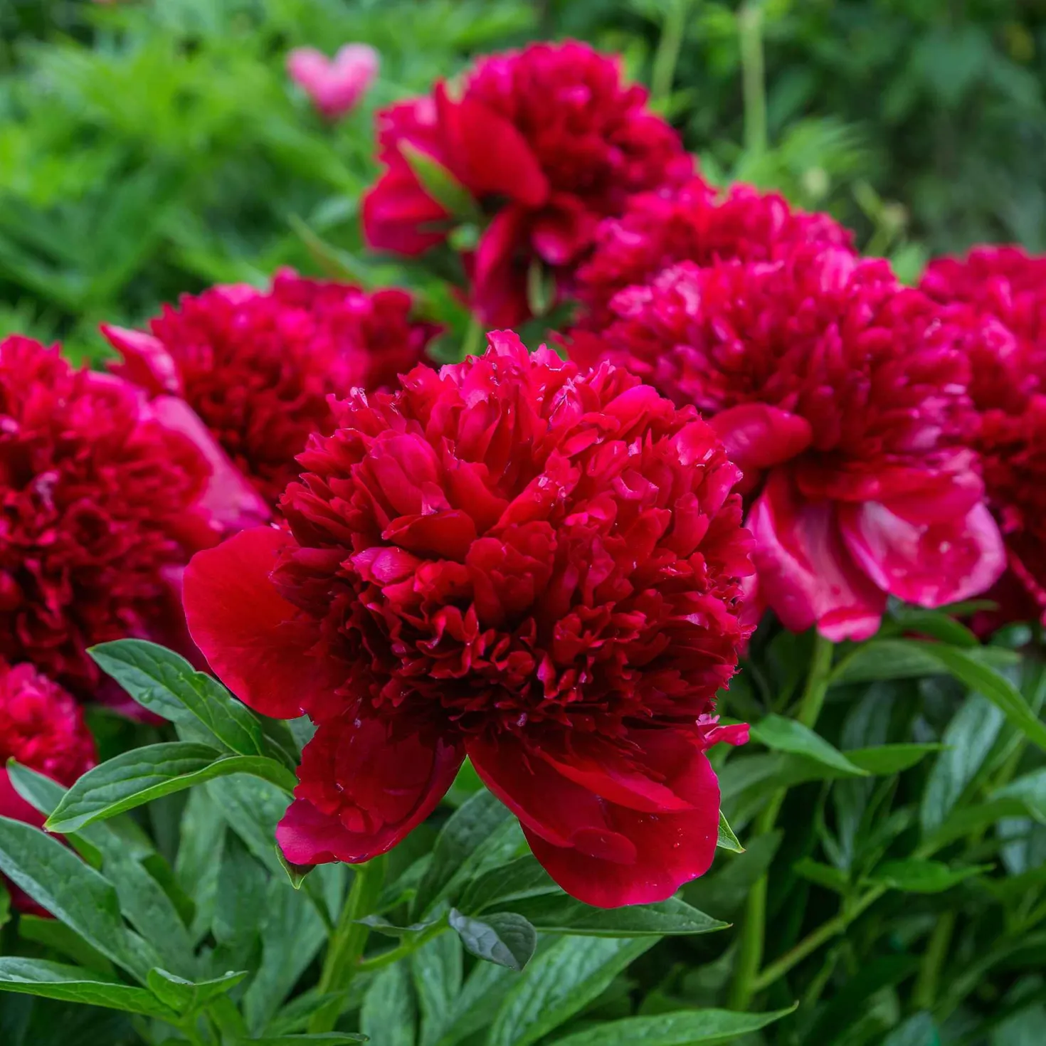 Pfingstrose Red Charm - Rot, groß, duftend