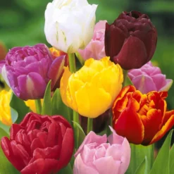 Pfingstrose Tulpen Mischung (x20) - Volle Blüten wie Pfingstrosen