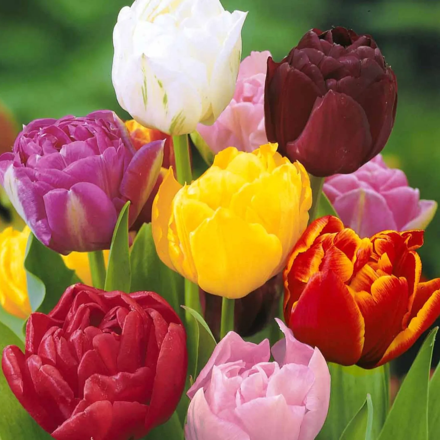 Pfingstrose Tulpen Mischung (x20) - Volle Blüten wie Pfingstrosen