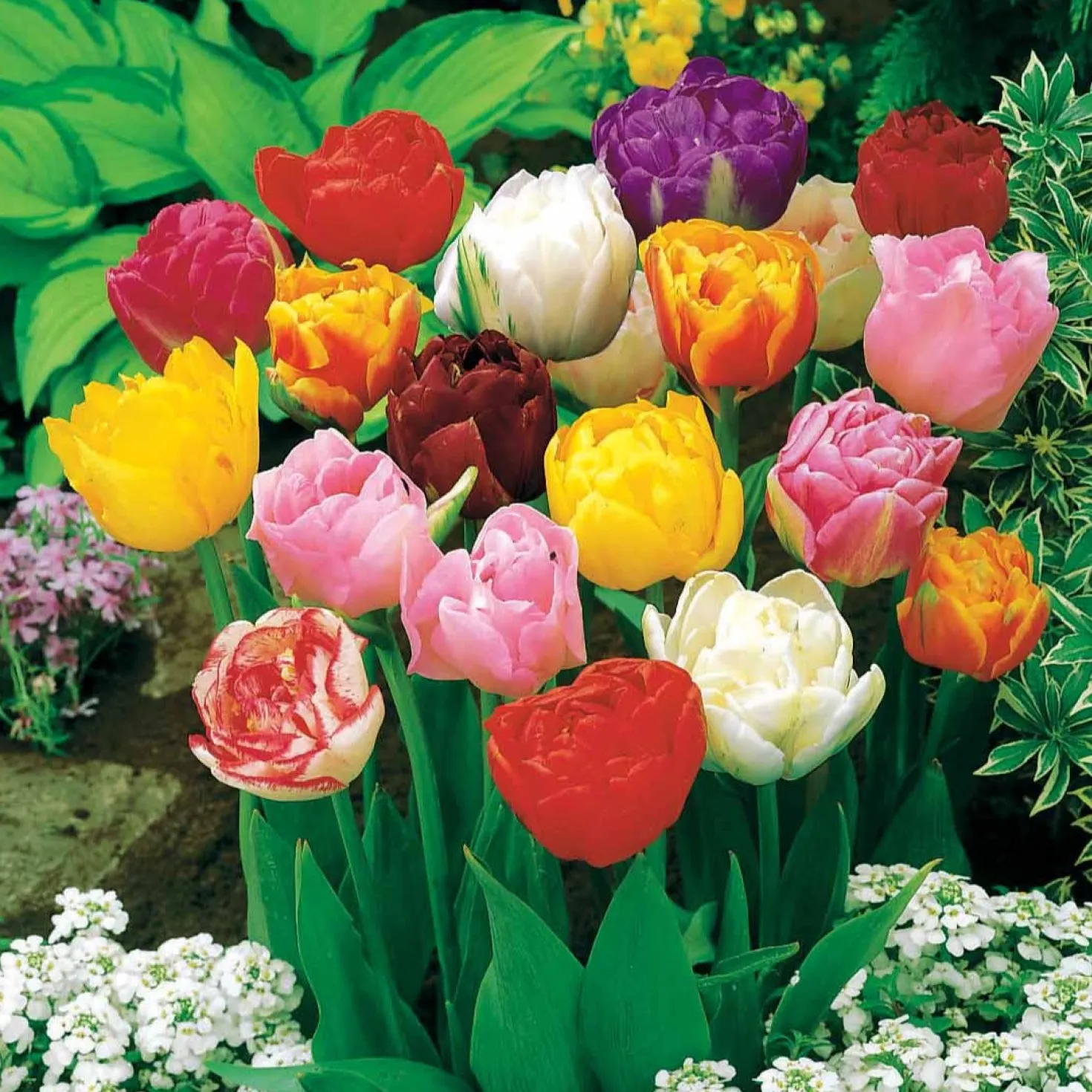 Pfingstrose Tulpen Mischung (x20) - Volle Blüten wie Pfingstrosen