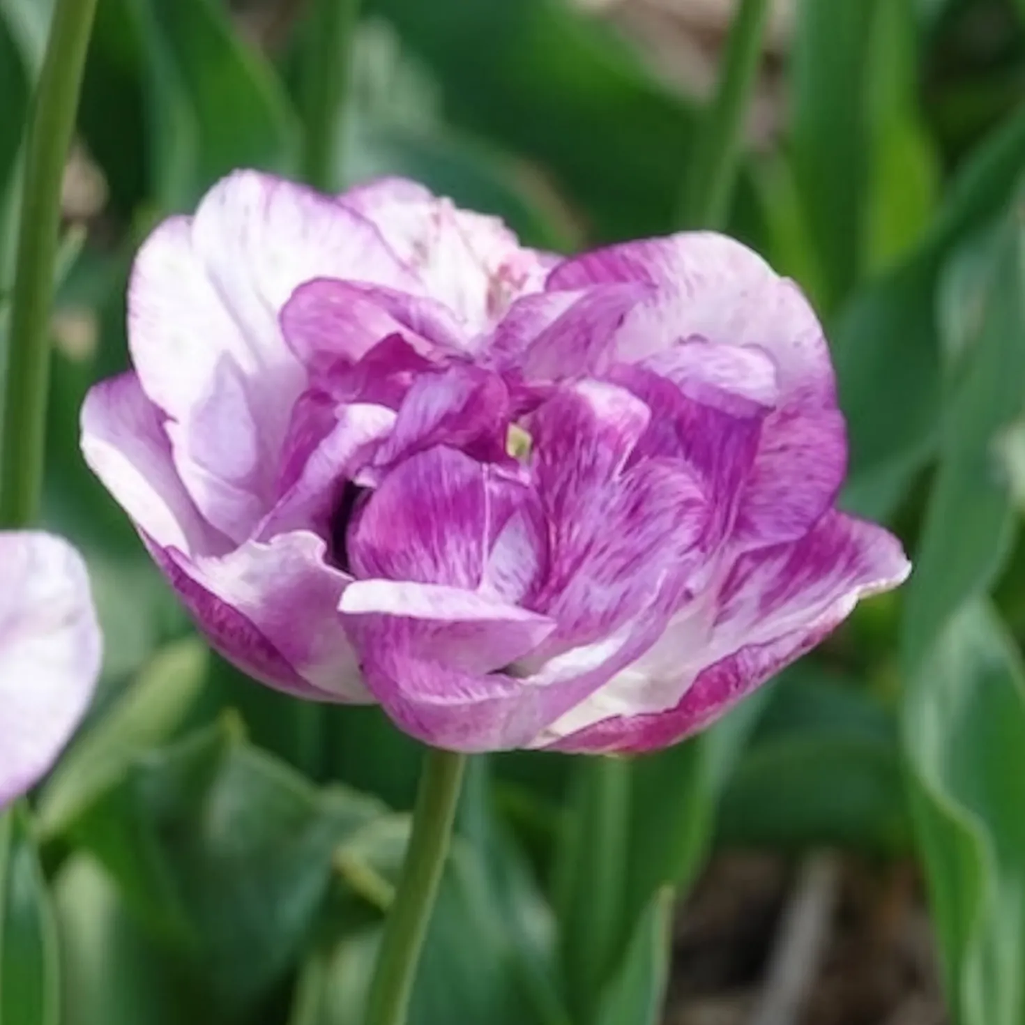 Pfingstrose Tulpe 'Shirley Double' (x5) - Doppelt gefüllt, doppelt schön
