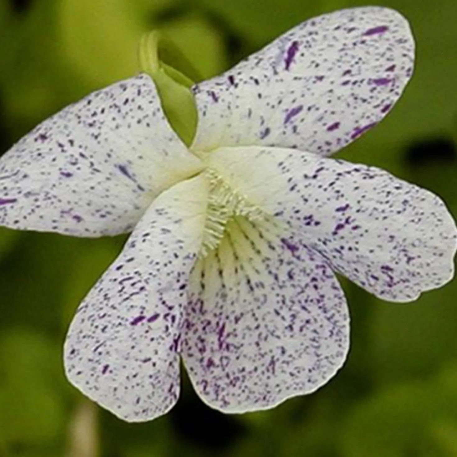 Pfingstveilchen Freckles - Getupfte Blüten, null Aufwand